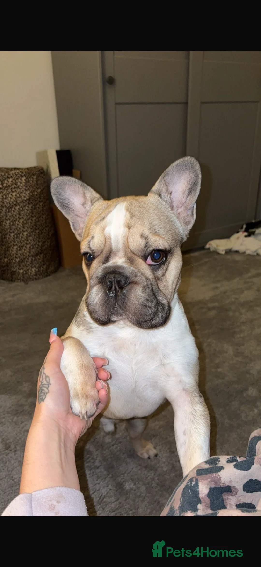 French Bulldog dogs for sale: French bulldog puppy - Advert 1