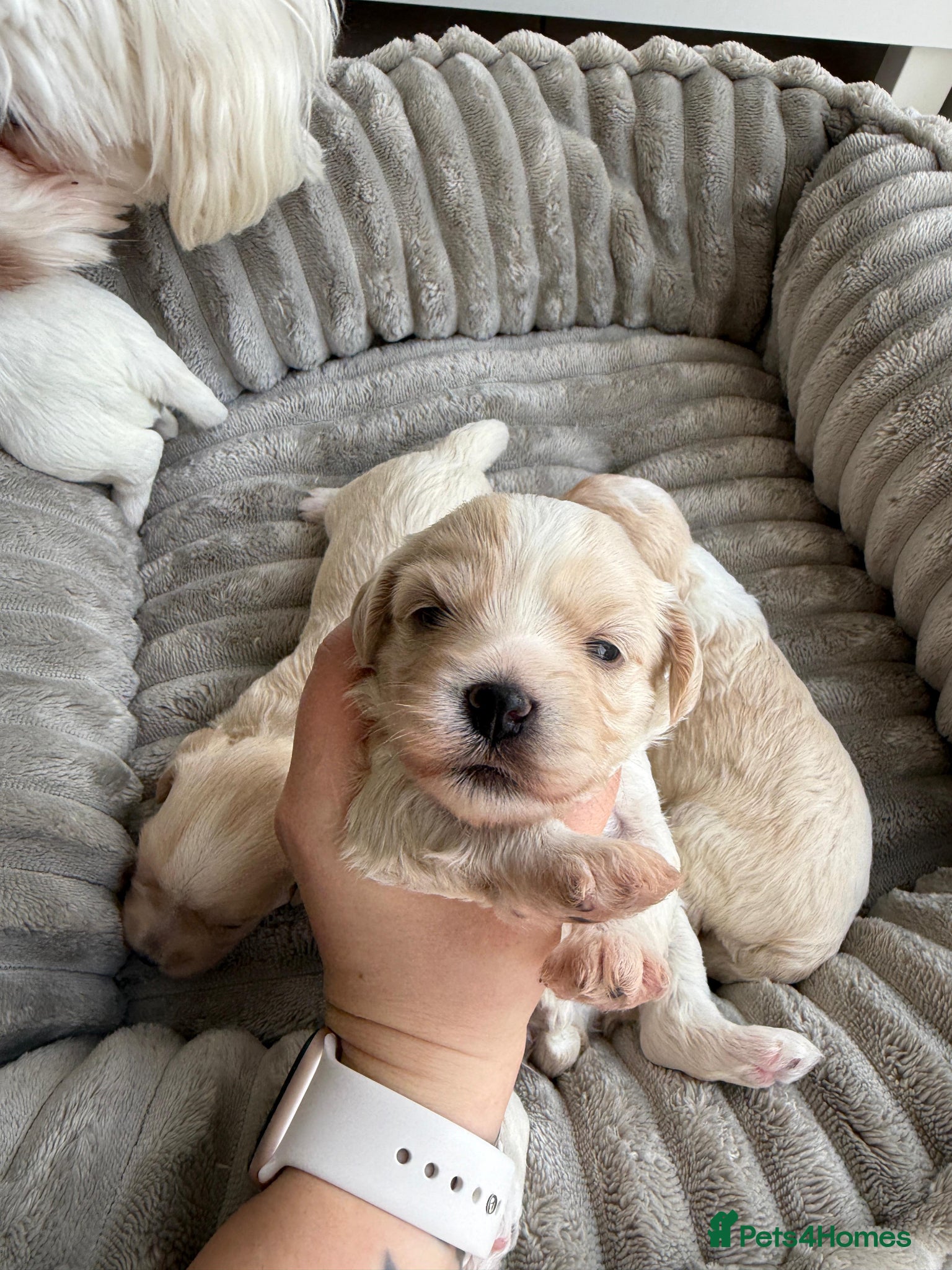 Mixed Breed dogs Beautiful Maltipoo puppies available  - Advert 13
