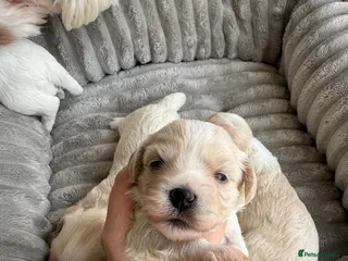 Mixed Breed dogs Beautiful Maltipoo puppies available - Advert 13