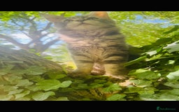Maine Coon cats for sale: Stunning Pure Breed Maine Coon Kittens in Norwich - Image 4