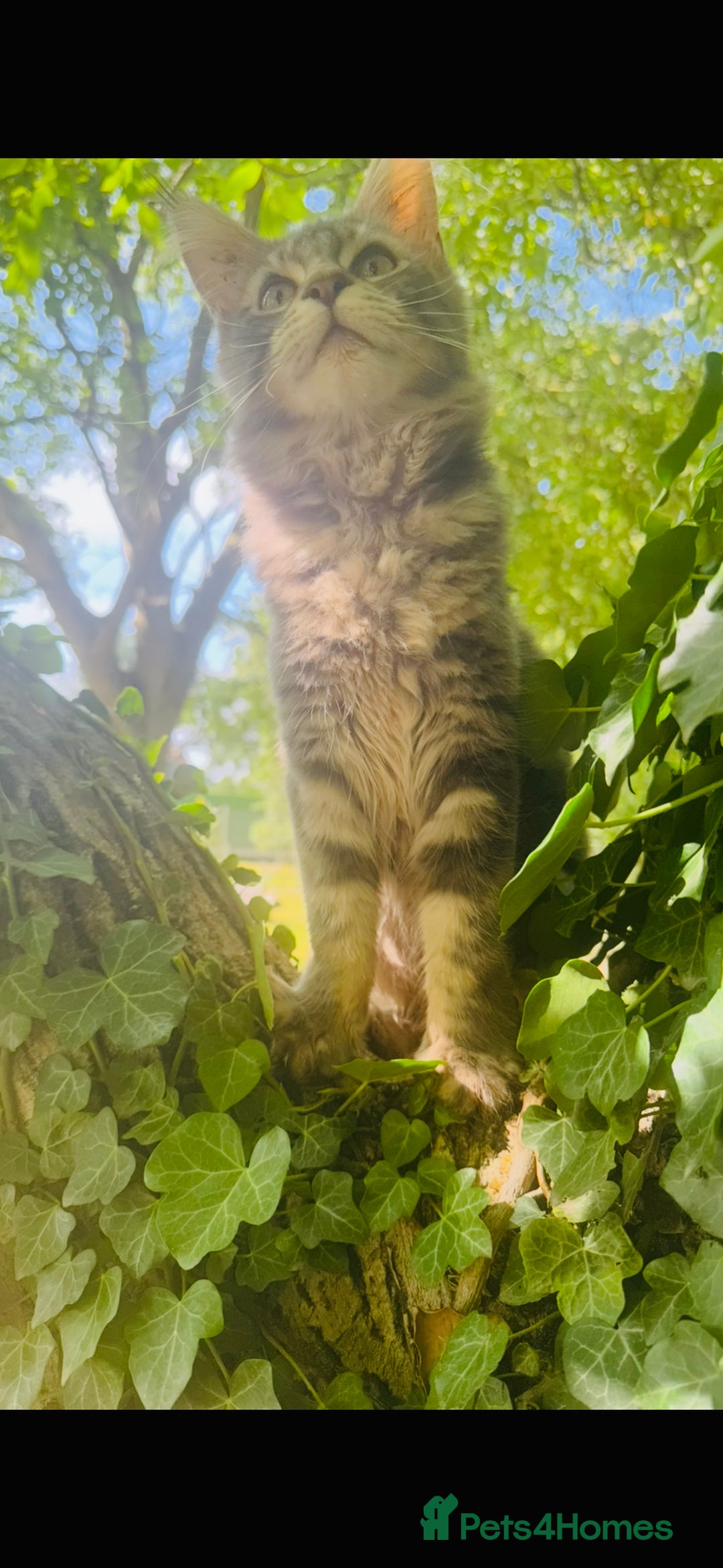Maine Coon cats for sale: Stunning Pure Breed Maine Coon Kittens in Norwich - Image 4