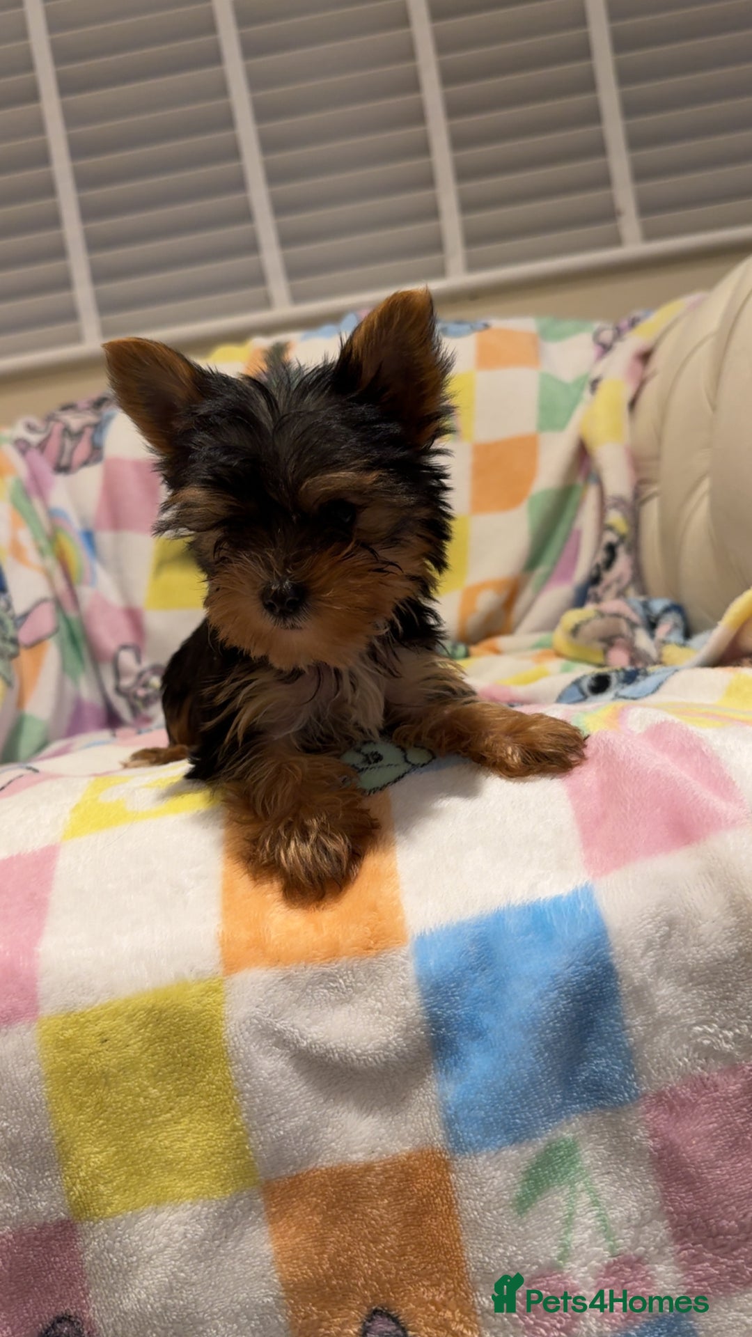 Yorkshire Terrier dogs for sale: *Reduced* teeny tiny little Yorkshire terrier boy  - Advert 2