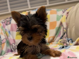 Yorkshire Terrier dogs Last little Yorkshire terrier boy - Advert 18