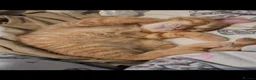 Ragdoll cats for sale: Ragdoll x ginger tom cat - Advert 27