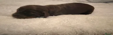Long haired miniature dachshund- bear🧸