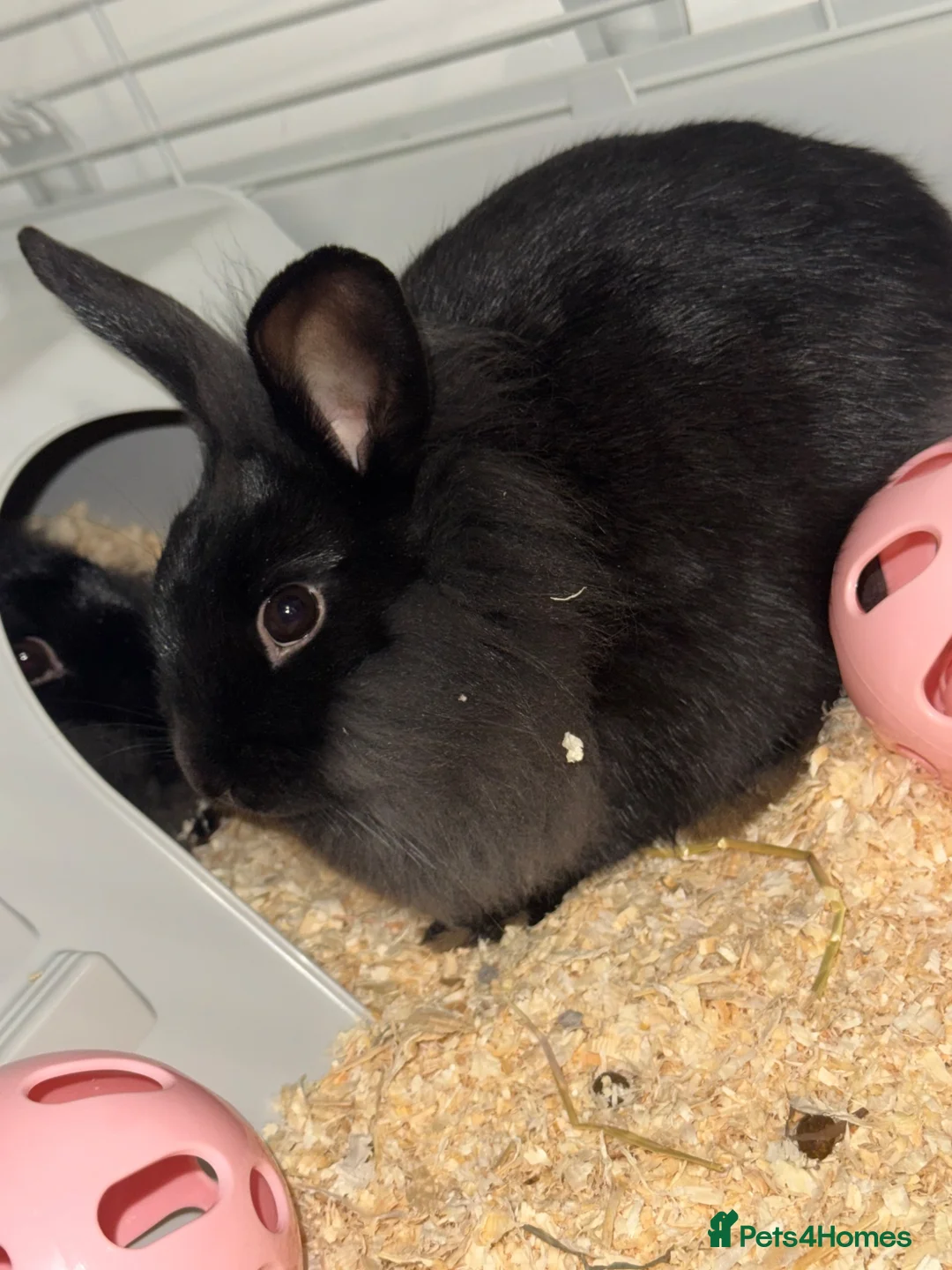 Lionhead rabbits for sale: Lionhead female sisters  in Horsham - Advert 2