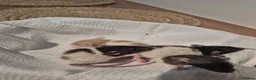 Rat rodents for sale: Baby rats Beautiful  - Advert 3