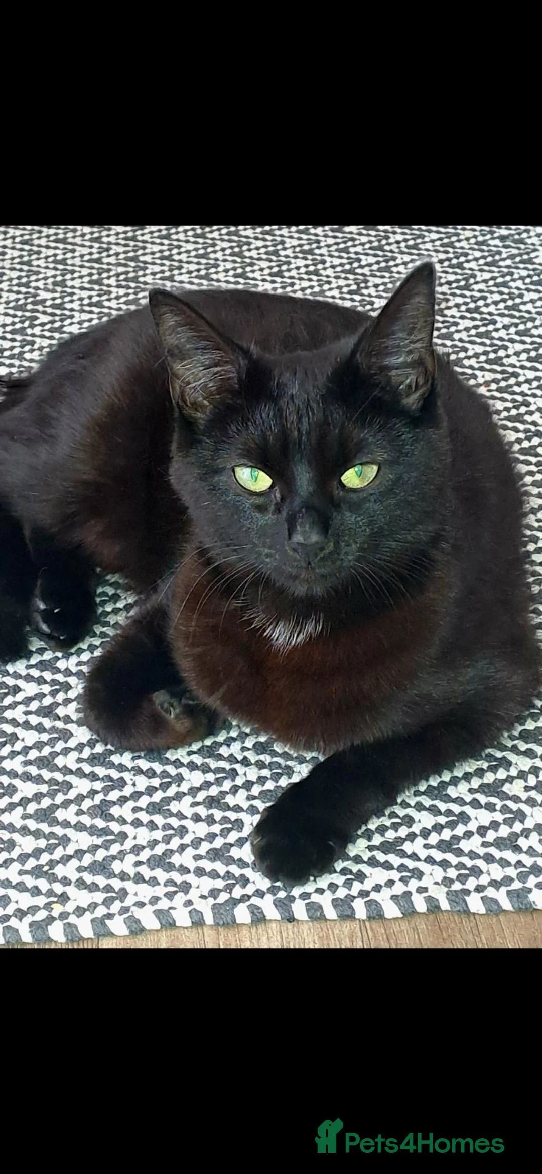 Bombay cats for sale: 7 kittens - Advert 1