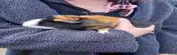 Guinea Pig rodents for sale: Teddy boys  - Advert 2
