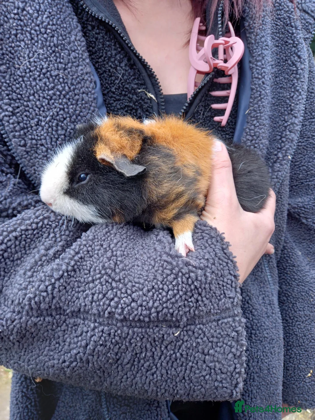 Guinea Pig rodents for sale: Teddy boys  - Advert 2