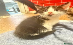 Mixed Breed cats for sale: 3 tabby cats ready in 2 weeks  - Image 2