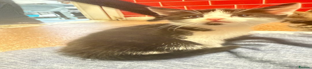 Mixed Breed Kitten 2