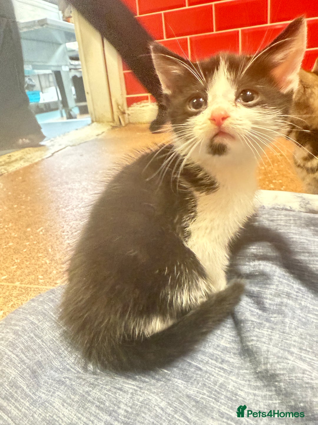 Mixed Breed cats for sale: 3 tabby cats ready in 2 weeks  - Image 2