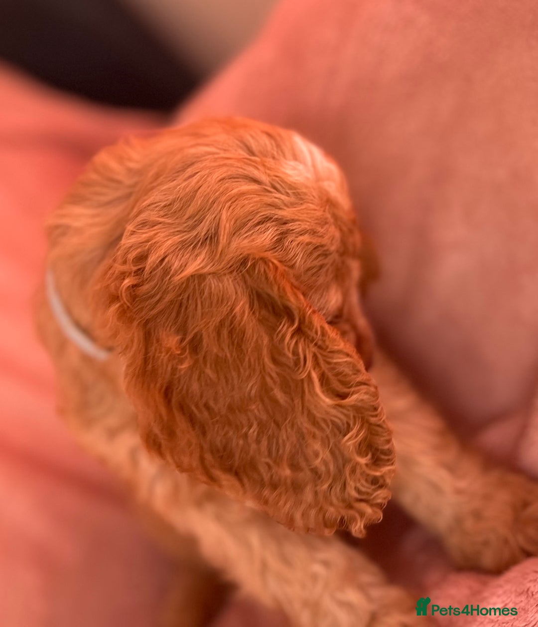 Cockapoo dogs for sale: Rare F1 apricot/ red fox DNA PRCD-PRA clear - Image 21