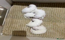 Bichon Frise dogs for sale: Pure Bichon Frise - Image 13