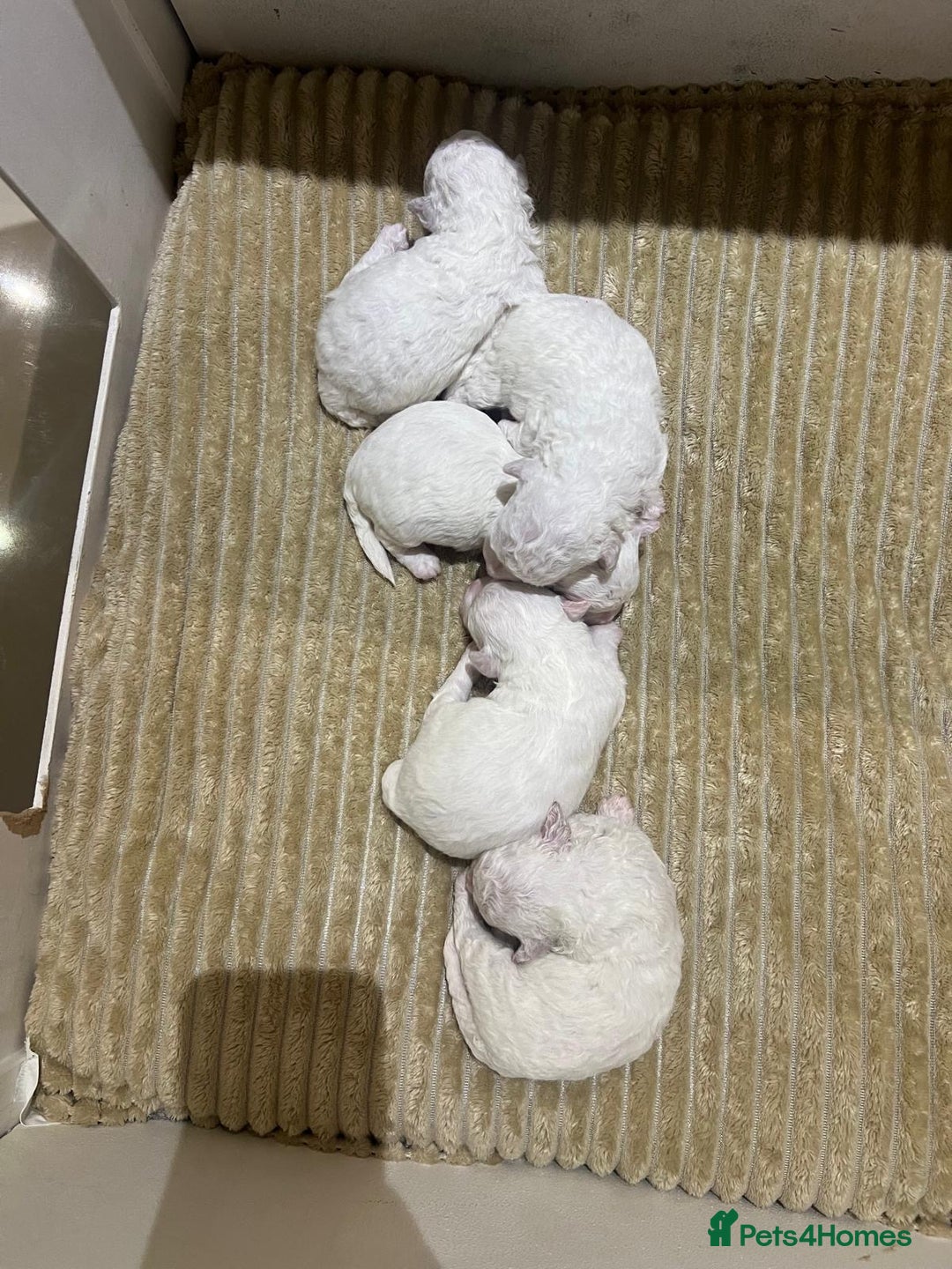 Bichon Frise dogs for sale: Pure Bichon Frise - Image 13