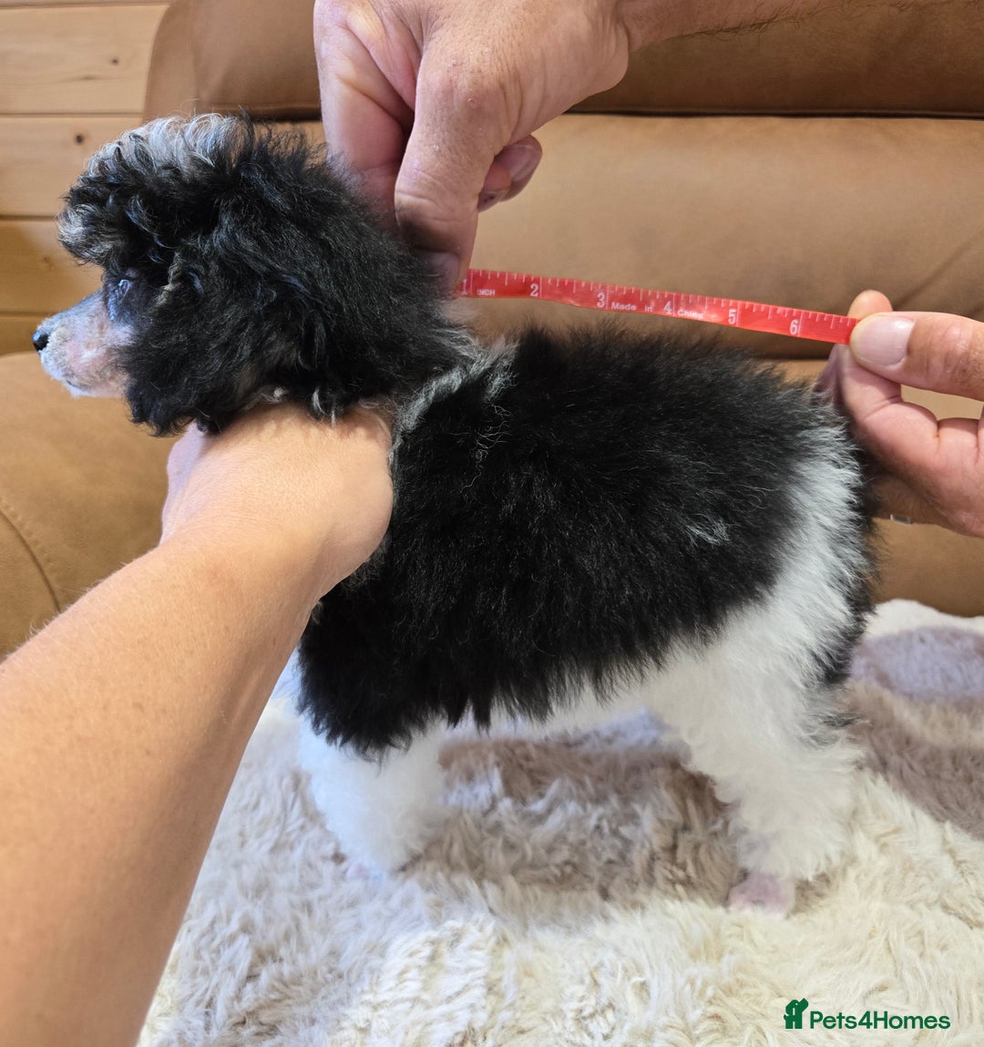 Toy Poodle dogs for sale: Gorgeous Tiny Toy Poodle Pups  - Image 8