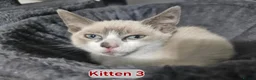 Snowshoe cats for sale: Rare pedigree snowshoe kittens - Advert 35