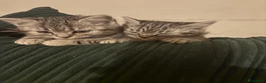 British Shorthair 1