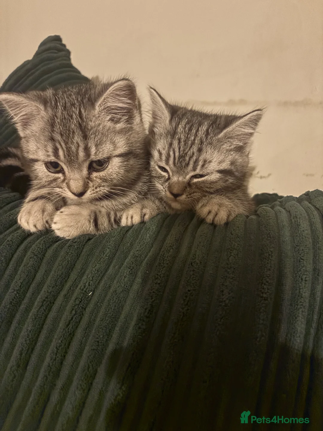 British Shorthair cats for sale: BSH cross - Advert 2