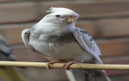 Cockatiels birds for sale: Young Cockatiels - Image 31