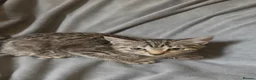 Mixed Breed cats for sale: 3 Tabby Kittens looking for homes🐾 - Advert 12