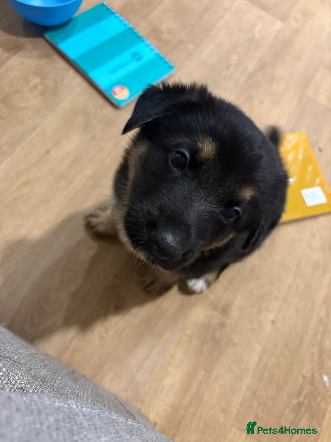 German Shepherd dogs for sale: German shepherd boy puppy for sale - Advert 3
