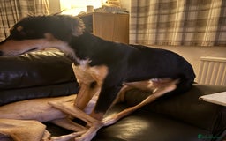 Saluki dogs for sale: Dookey the beautiful Saluki  - Image 6