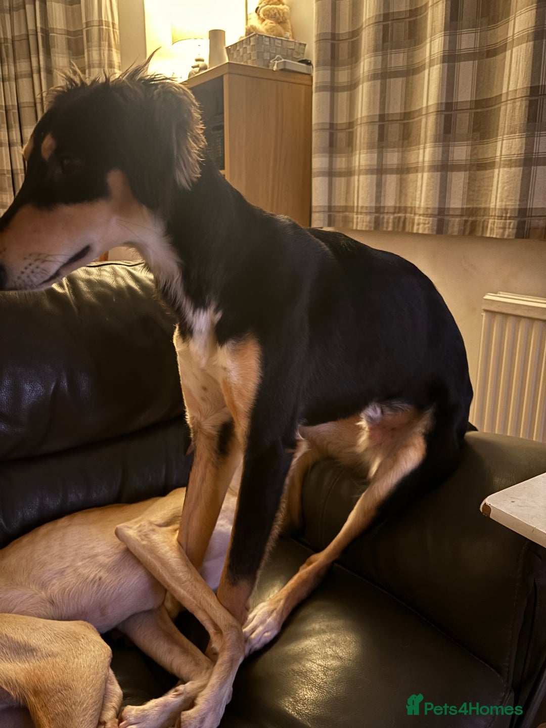 Saluki dogs for sale: Dookey the beautiful Saluki  - Image 6