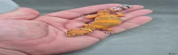 Leopard Gecko reptiles for sale: 2026 leopard gecko hatchlings  - Advert 4