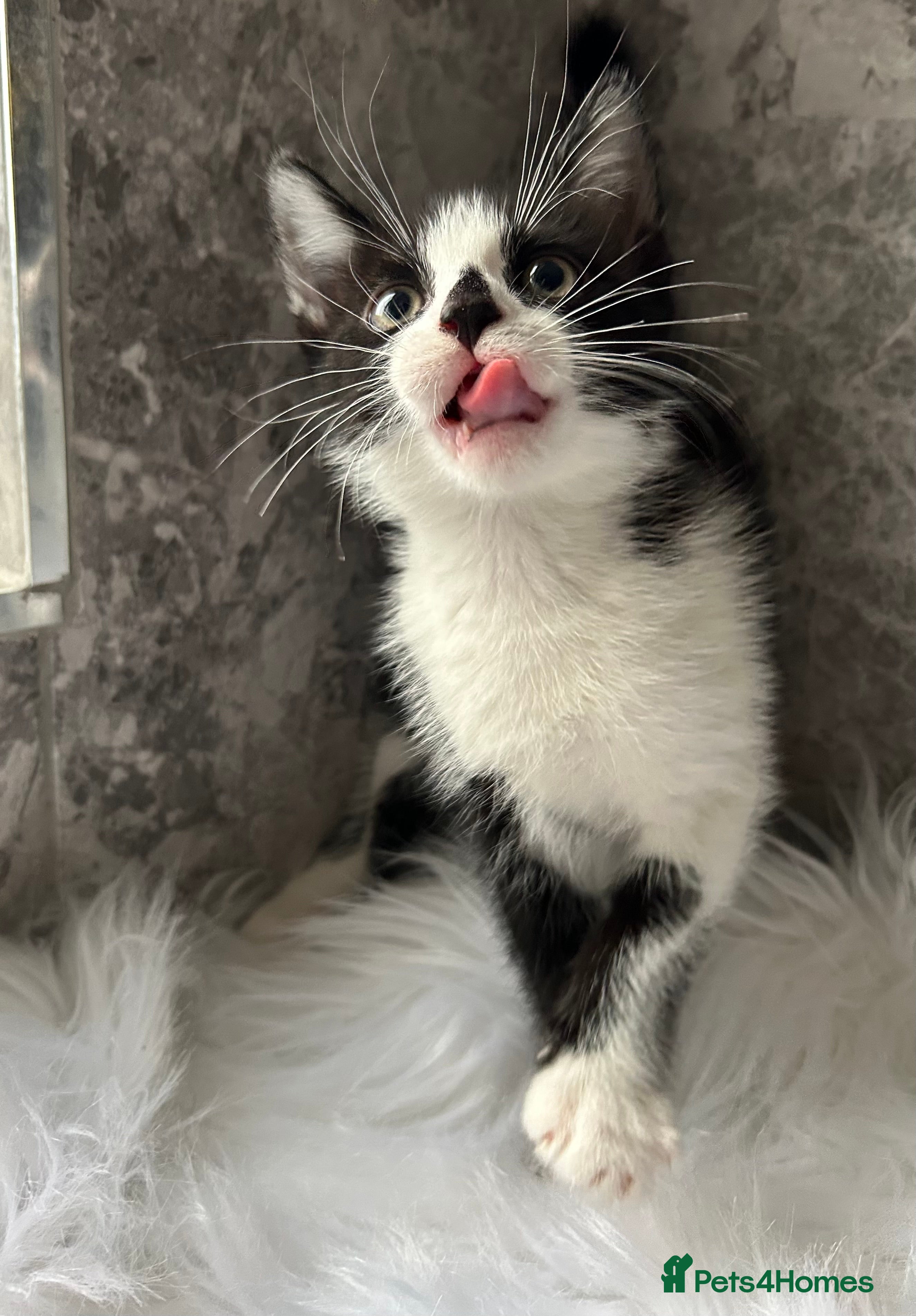 Mixed Breed cats 2 Adorable kittens  - Advert 8