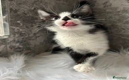 Mixed Breed cats for sale: 2 Adorable kittens  - Image 3