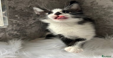 Mixed Breed cats - Advert 4