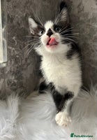 Mixed Breed cats - Advert 14