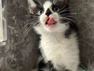 Mixed Breed cats 2 Adorable kittens - Advert 15