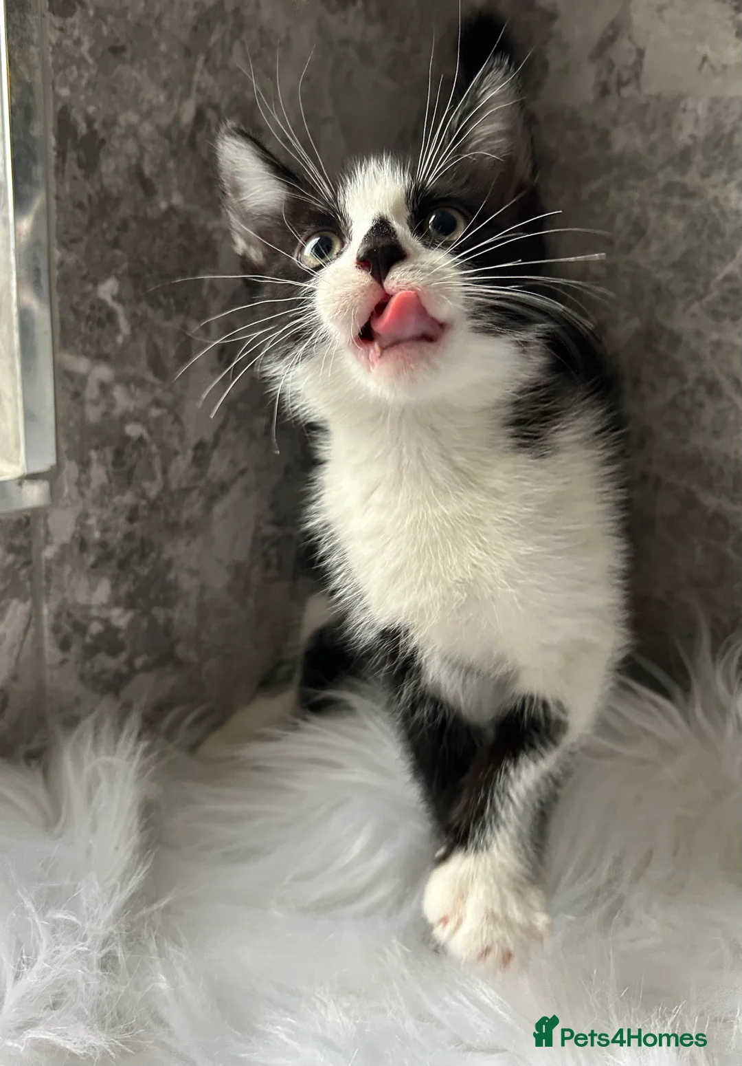 Mixed Breed cats for sale: 2 Adorable kittens  - Advert 1