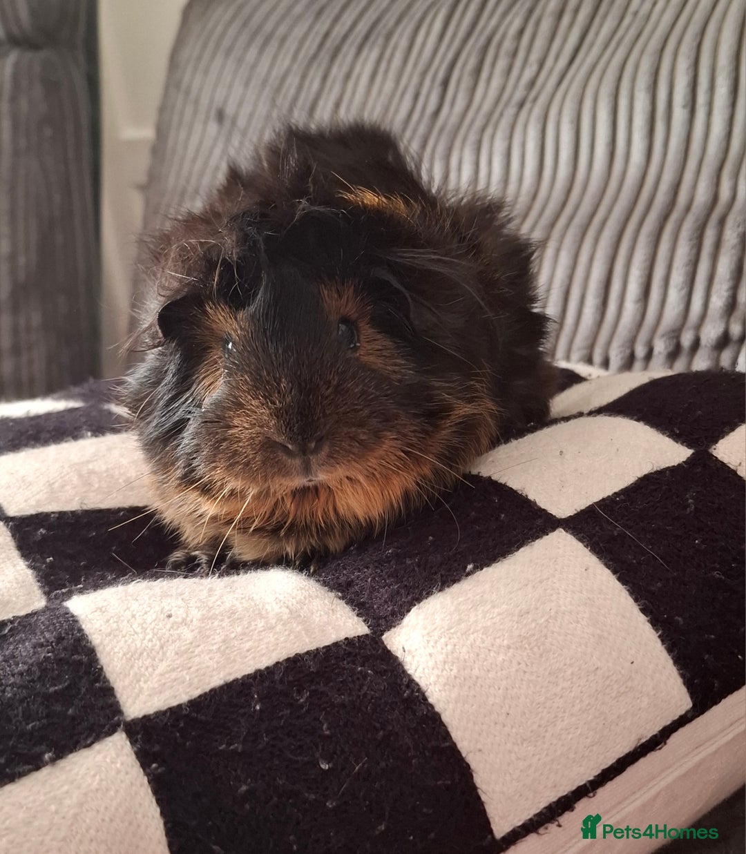 Guinea Pig rodents for sale: Female Abyssinian black & Ginger Guinea Pig  - Image 4