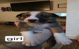 Mixed Breed dogs for sale: Beautiful collie x kelpie puppies  - Image 5