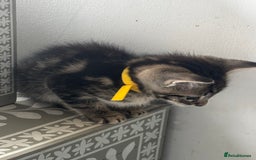 Mixed Breed cats for sale: Stunning litter of 7 kittens - Image 13