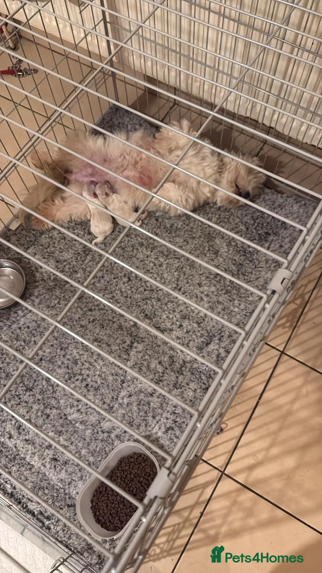 Bichon Frise dogs for sale: Bichon puppies  in Ballymena - Advert 5