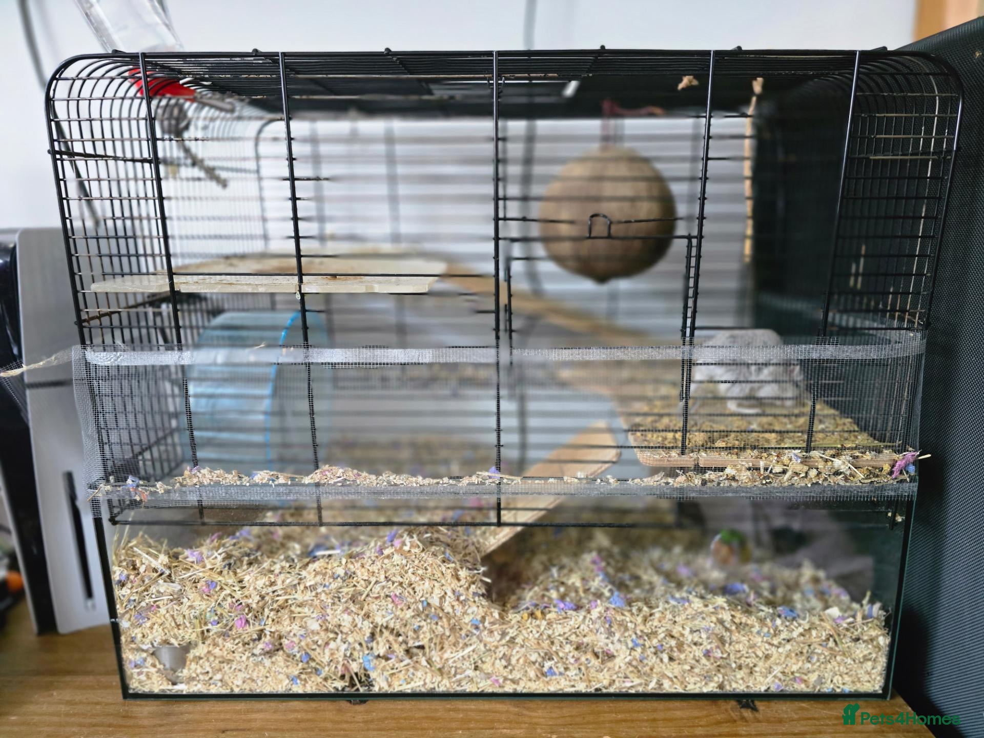 Gerbil rodents Gerbil male  - Advert 3