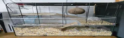 Gerbil rodents for sale: Gerbil male  in Redditch - Advert 1