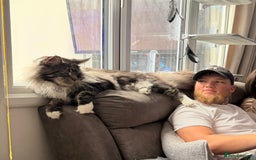 Maine Coon cats for sale: Stunning mainecoon kittens for sale.  - Image 14
