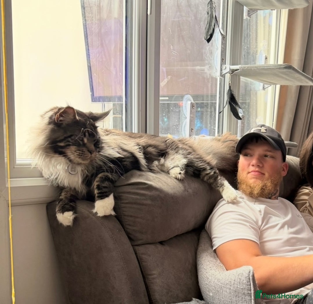 Maine Coon cats for sale: Stunning mainecoon kittens for sale.  - Image 14