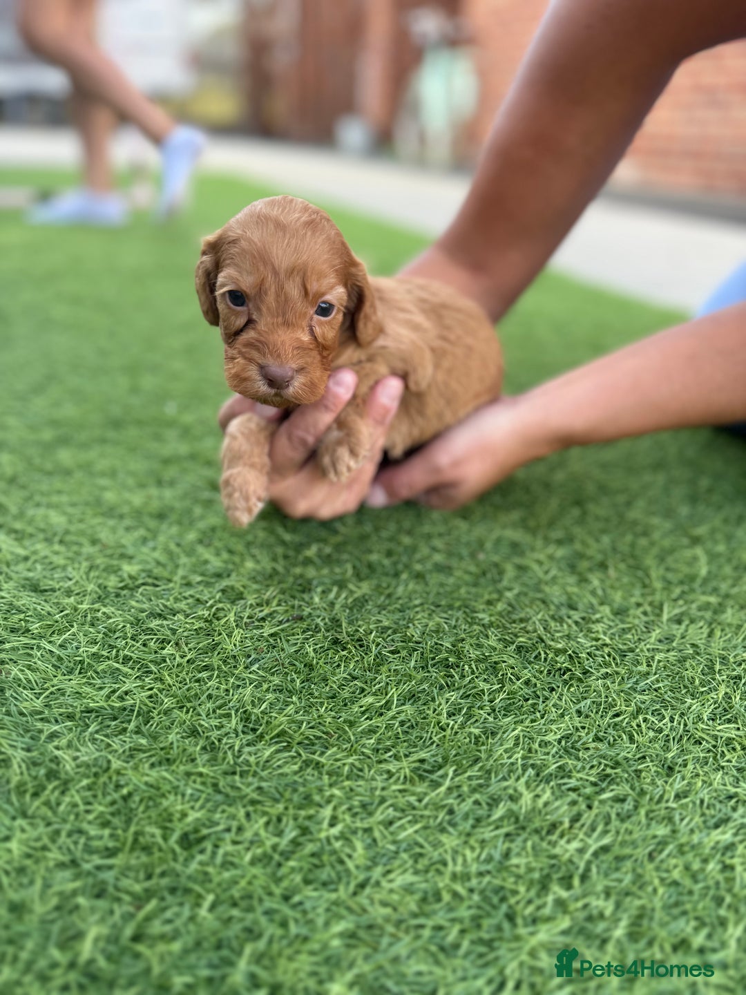 Cockapoo dogs for sale: Cockerpoo puppies - Image 18