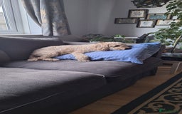 Cockapoo dogs for stud: F1 Cockapoo Stud (Unproven) - Image 2