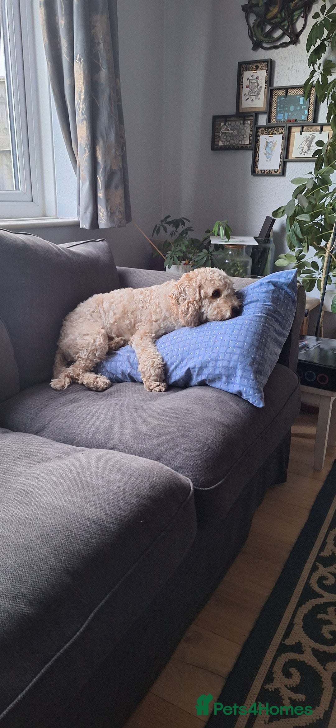 Cockapoo dogs for stud: F1 Cockapoo Stud (Unproven) - Image 2