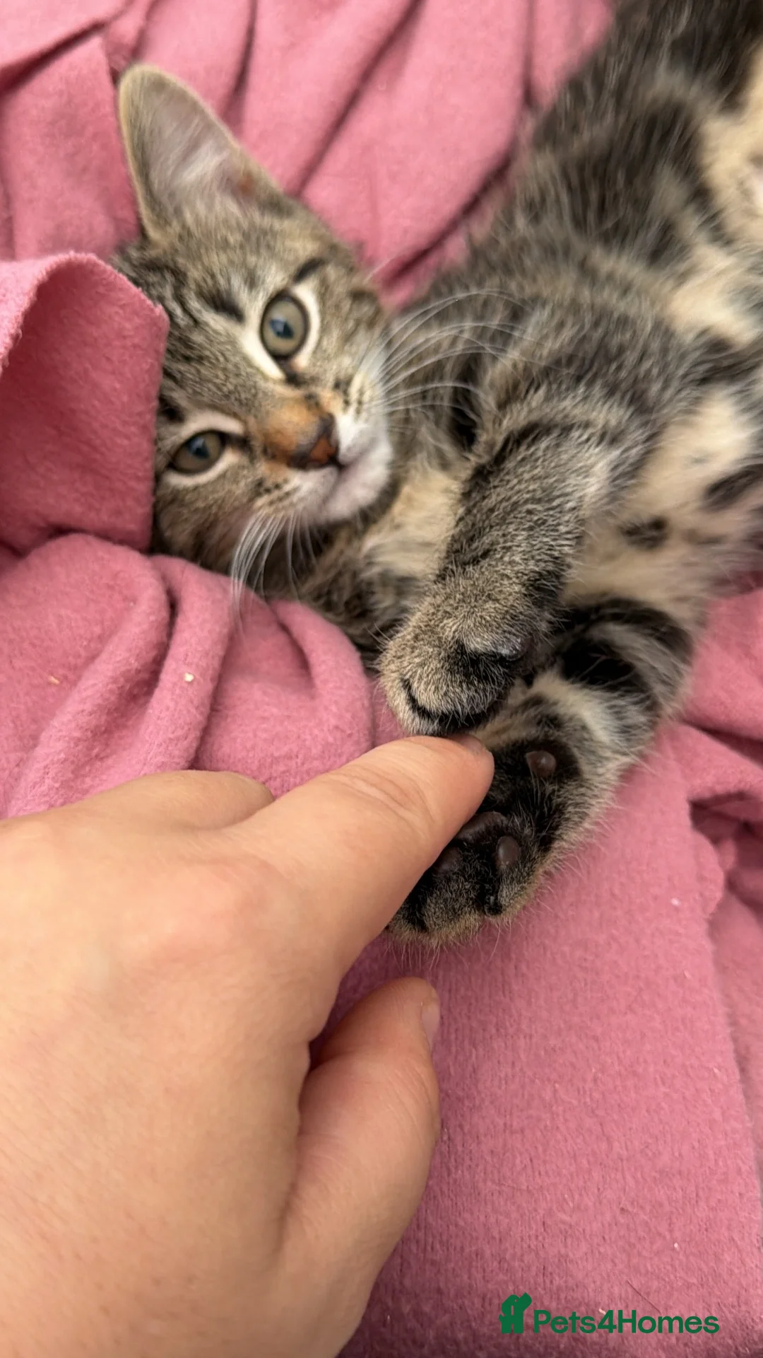 Mixed Breed cats for sale: Male kitten ready to go  - Advert 5