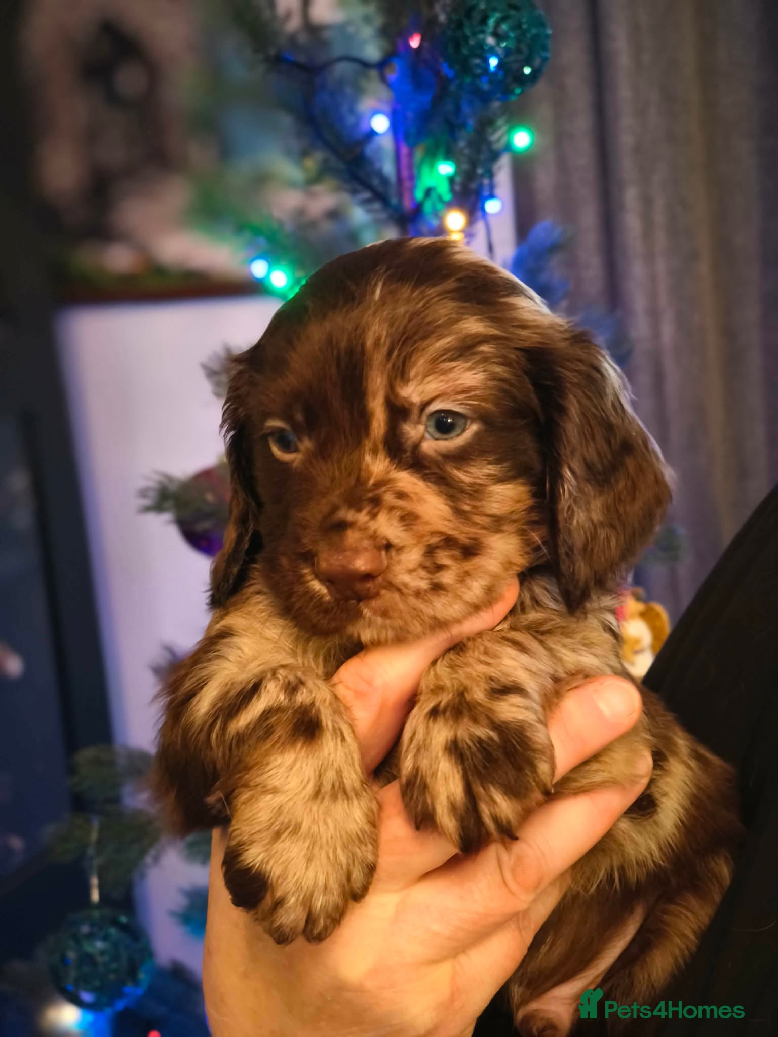 Cocker Spaniel dogs 💛 Cocker Spaniel Puppies - Ready 4th January 💛 - Advert 16
