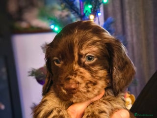 Cocker Spaniel dogs 💛 Cocker Spaniel Puppies - Ready 4th January 💛 - Advert 1